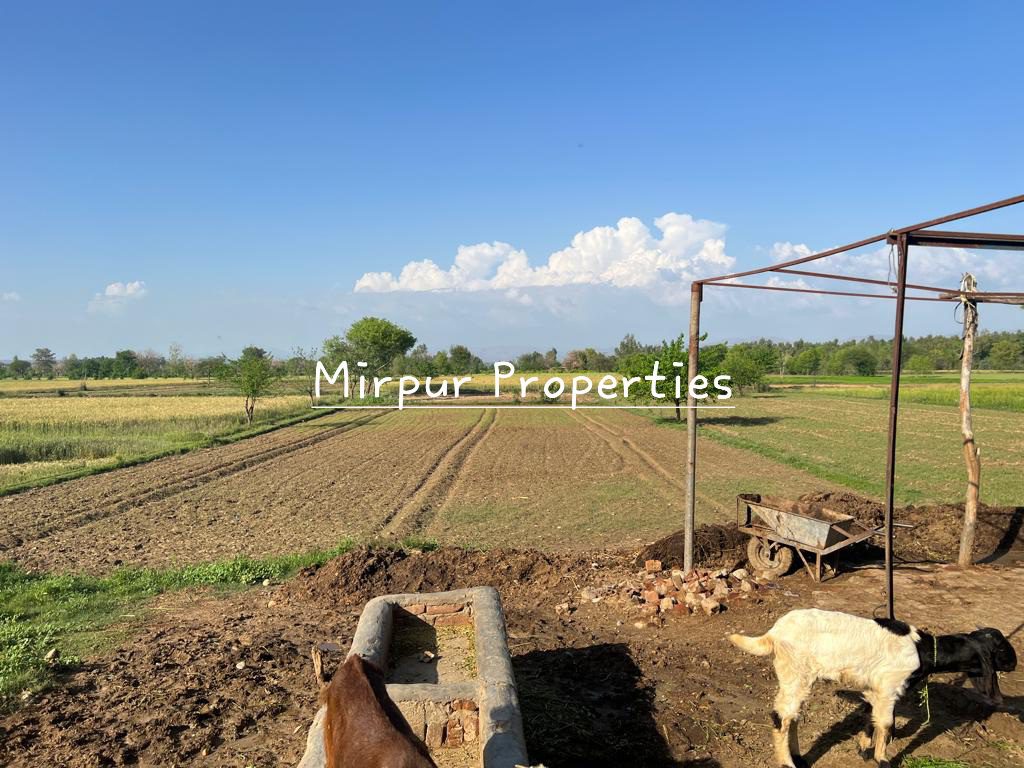 Two goats standing in a field next to a pond in Mirpur, Azad Kashmir.