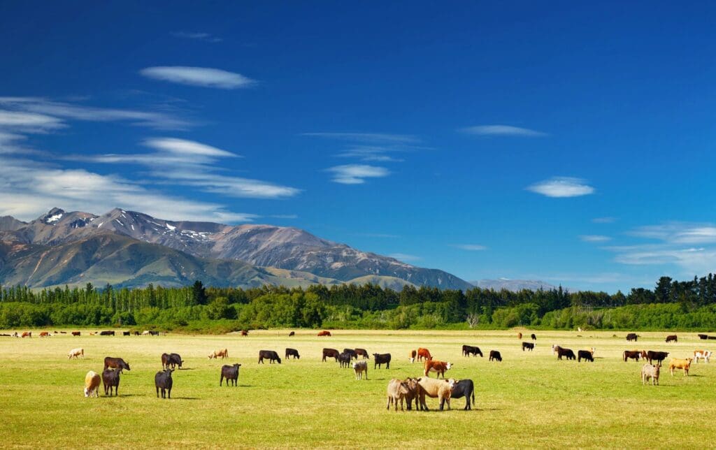 cattle eating grass on the land